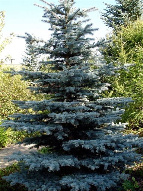 Rated one of the most popular evergreens. Colorado Blue Spruce - Porno Thumbnailed Pictures