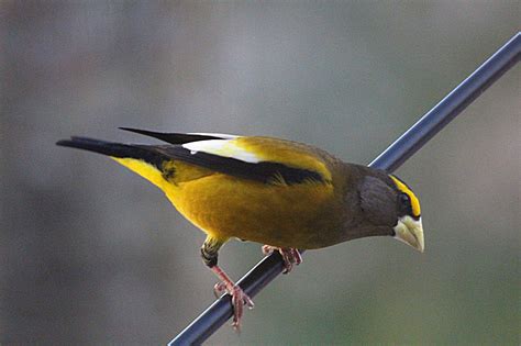 Grosbeaks gaining (and losing) ground. Birding In Michigan