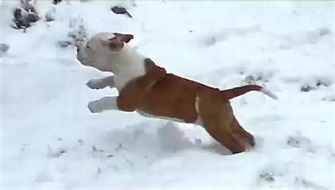 初めてみた雪にはしゃぐ子犬達の映像集 涙目で仕事しないse