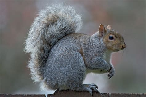 We did not find results for: We Asked 5 Squirrels At Stanford "Why Do You Want To Go ...