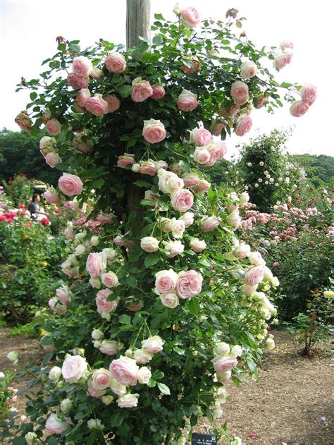 Rosa Eden Wikipedia The Free Encyclopedia White Climbing Roses