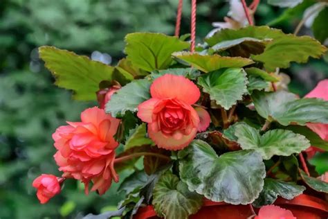 Tuberous Begonia Plant Care Propagation And Growing Tips Growingvale