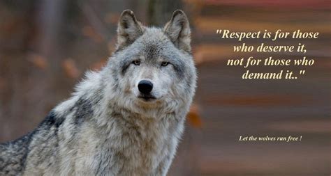 Cool Wolf Pack Quotes Quotesgram