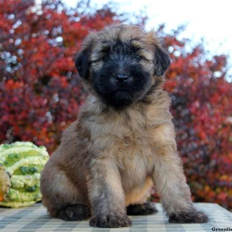 For us, it is a joy to be able to offer , for sale, beautiful, happy and healthy pedigree wheaten terrier puppies born and raised in. Soft-Coated Wheaten Terrier Puppies For Sale | Greenfield ...