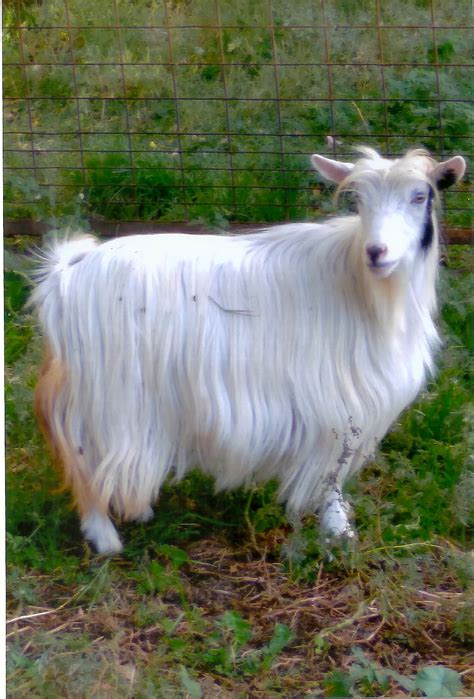 Mini Silky Goats Winterset Veterinary Center