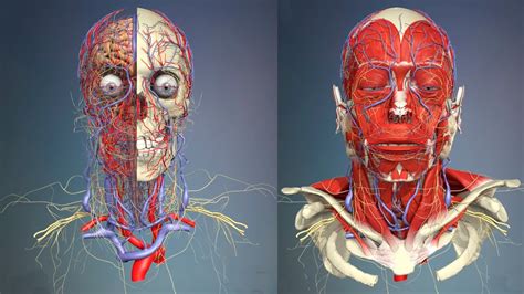 3D Анатомия человека - голова и шея, вид спереди. - YouTube