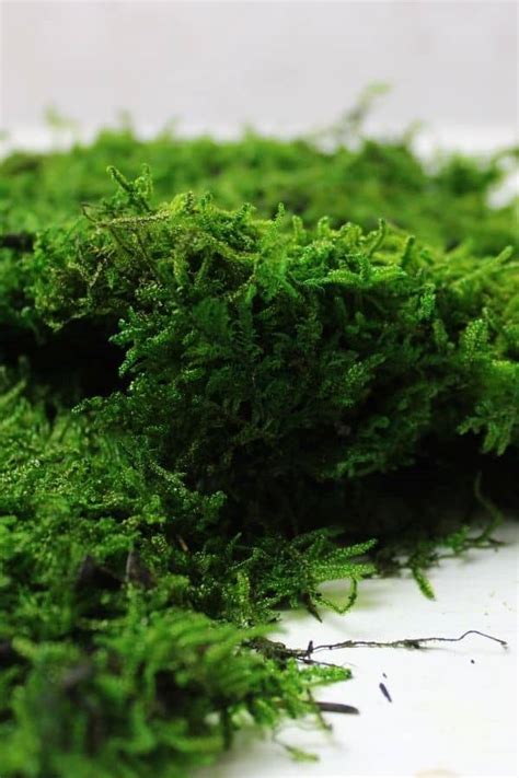 Preserved Moss Best Types And Creative Applications