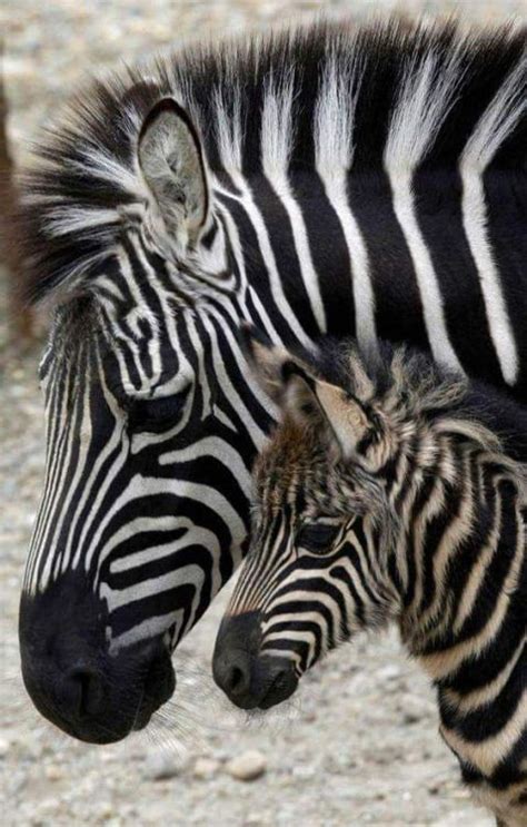 Zebras With Images Baby Zebra Zebra Cute Baby Animals