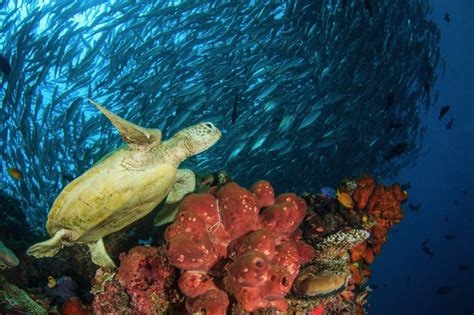 The 9 Best Destinations For Diving With Endangered Marine Life