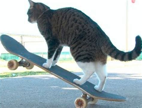 1 muppets on skateboards 1.1 on the screen 1.2 figures 1.3 miscellaneous 2 other uses 3 see also animal and pepe on all access bear in volunteers of woodland valley elmo in elmo's world: The world's best skateboarding cat!