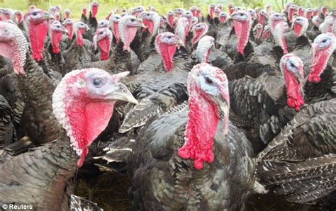 The Truth About Free Range Turkeys Will Put You Off Your Christmas