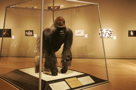 Oklahoma City Zoo Gorilla Finds New Home At Sam Noble Museum News