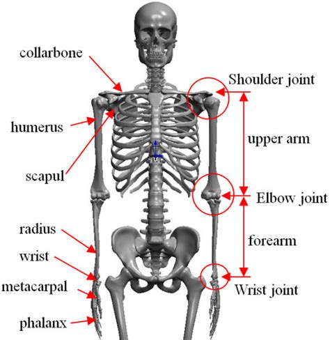 Upper Limb Skeleton Structure Download Scientific Diagram