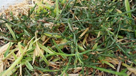 It is a diaspore that once it is mature and dry. Plant Identification: What's this central Texas weed and ...