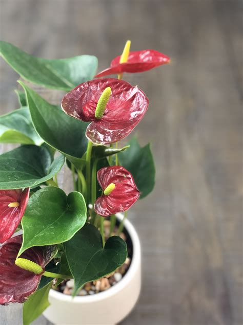 How To Take Care Of Anthurium Plants Indoors Natalie Linda