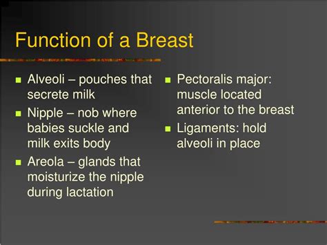 Ppt Structure And Function Of The Breasts Powerpoint Presentation Id