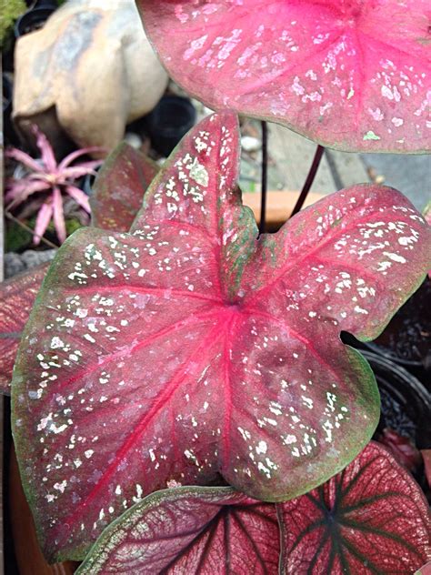 Elephant-ear plants. | Elephant ear plant, Planting flowers, Flowers