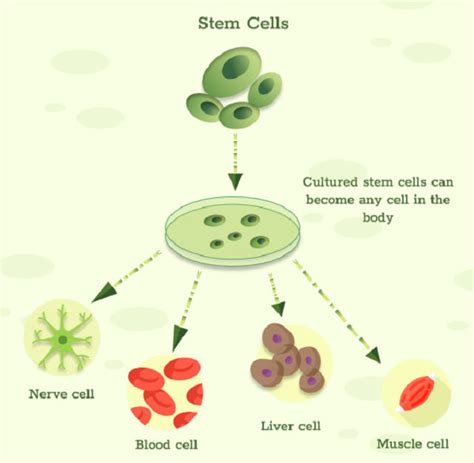A Complete Guide For Stem Cell Therapy Clinicspots