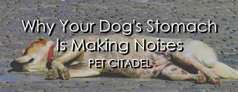 Why Your Dogs Stomach Is Making Noises Causes And Solutions
