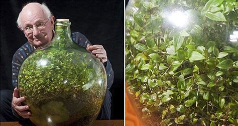 Kelime ve terimleri çevir ve farklı aksanlarda sesli dinleme. Sealed 'Bottle Garden' Still Alive Despite Having Been ...