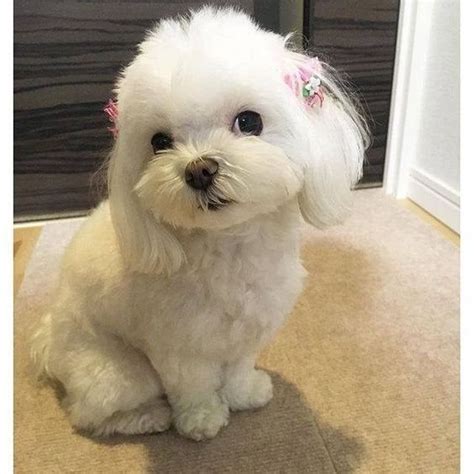 Cute White Puppy With Bows Maltese Dogs Baby Dogs Cute Baby Animals