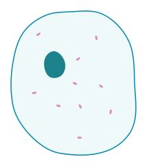 Easy diagram of animal cell. File:Simple diagram of animal cell (blank).svg - Wikimedia ...