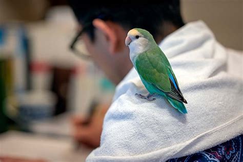 Blue Peach Faced Lovebird Traits And Care With Pictures Pet Keen