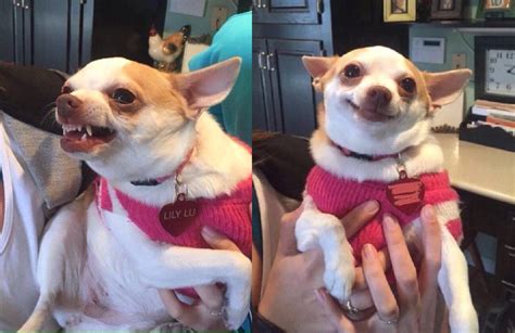 Chihuahua Meme Blank Template Imgflip