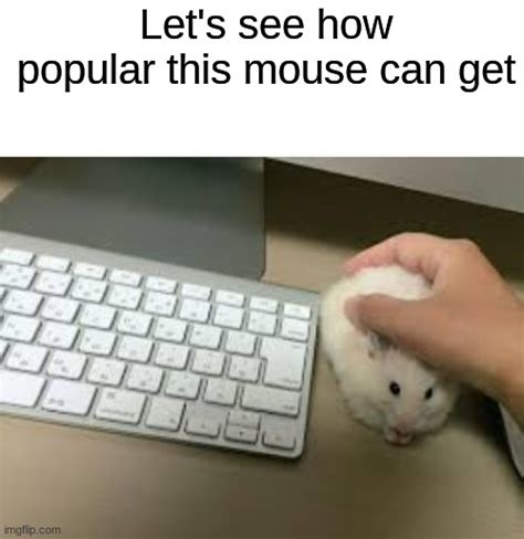 Cat And Mouse Memes Digital Pictures Downloads