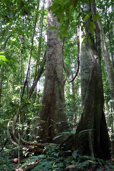 There's peninsular malaysia in the west, east malaysia making up northern borneo to the east, and a host of islands in between. Study of Tropical Forests Worldwide Reveals that Nature ...