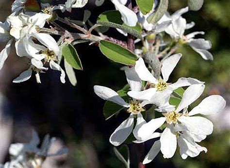 Amelanchier ovalis - L'herbiel de Gabriel
