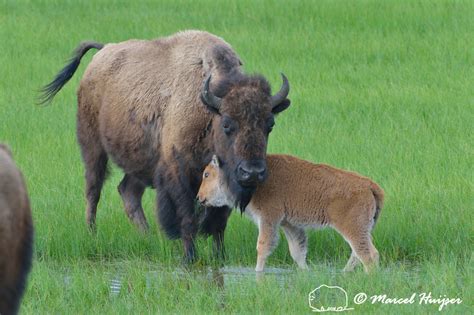 Marcel Huijser Photography Rocky Mountain Wildlife Bison Calf Head