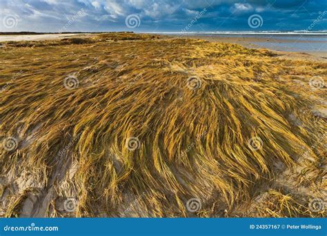 Seaside With Dune Grass At Sunset Stock Image Image Of Outdoor Shade