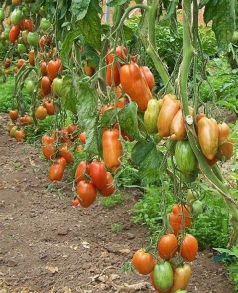15 Italian Roma Tomato Seeds Etsy Uk Tomato Garden Growing