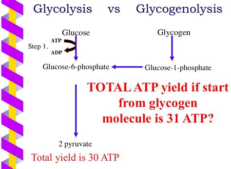 How Many Atp Produced In Glycolysis