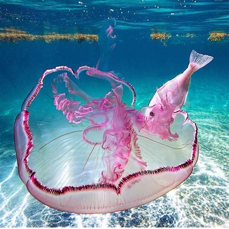 A Pink Jellyfish And A Pink Fish Underwater Creatures Underwater Life