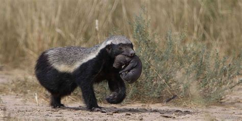 The Honey Badger Africas Most Ferocious Predator Safaribookings