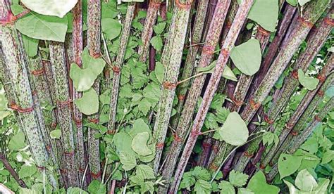 Japanese Knotweed Problem A Scary Story In Tipperary Tipperary Live