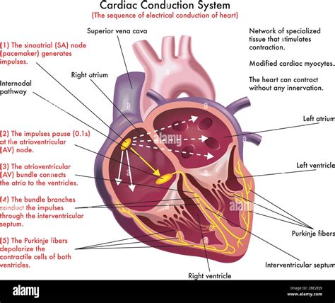 Diagram Of Cardiac Conduction System The Sequence Of Electrical
