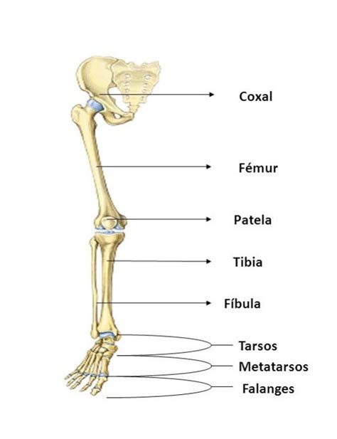 Huesos Del Cuerpo Humano Esqueleto Humano Información Imágenes