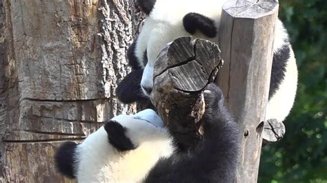 So Sweet Twin Pandas Pit And Paule Celebrate 1st Birthday At Berlin