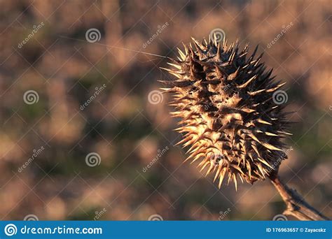 Dried Mature Spiky Pod Seed Of Jimsonweed Plant Latin Name Datura