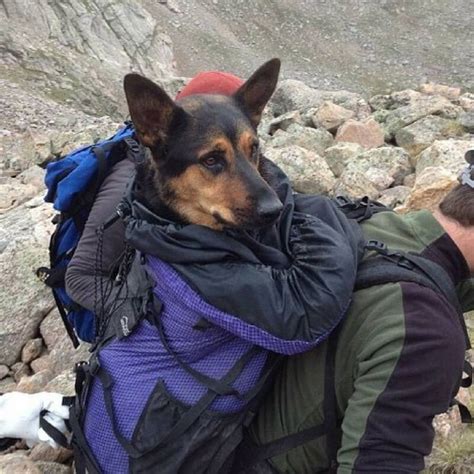 16 Reasons You Have To Love German Shepherds In 2020 Dog Backpack