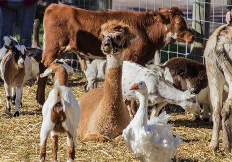 Manorville animal farm and petting zoo. Popular Farm Animals as Pets - Cute Home Pets