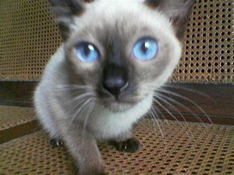 You can also filter out items that offer free shipping, fast. SIAMESE CAT 3MONTHS OLD FOR SALE ADOPTION from Manila ...