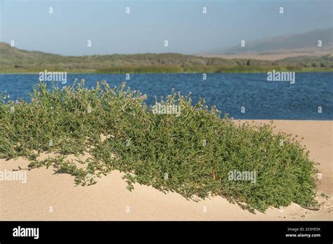 Beautiful Landscape Sand Dunes On The Beach And Sea Rocket Flowers In