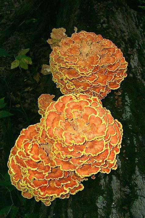 34 Best Edible Wild Mushrooms Of Pennsylvania And The Mid Atlantic