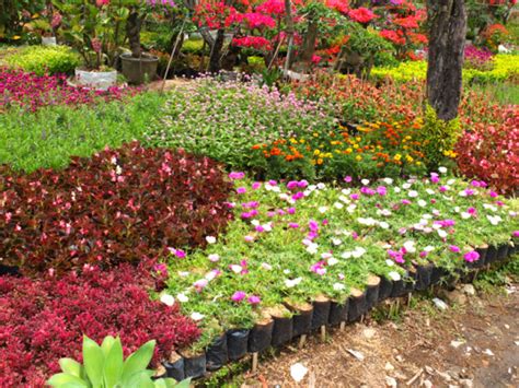 Jual Tanaman Hias Murah Bogor Parung | JUAL TANAMAN HIAS MURAH | TUKANG