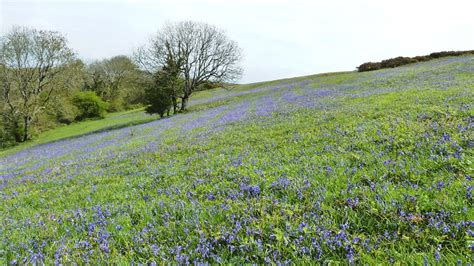 The Best Places For Bluebells On The Isle Of Wight National Trust