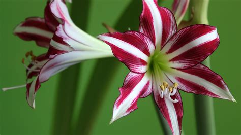 Top Varieties Of Amaryllis Lily Beautiful Flowers Hippeastrum Plant